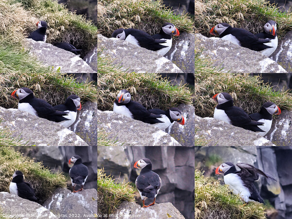Collage of several icelandic puffin birds in a close up with red Picture Board by Michael Piepgras