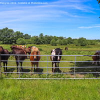 Buy canvas prints of Beautiful panorama of grazing horses on a green meadow during sp by Michael Piepgras