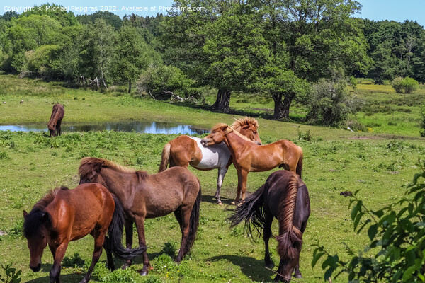 Beautiful panorama of grazing horses on a green meadow during sp Picture Board by Michael Piepgras
