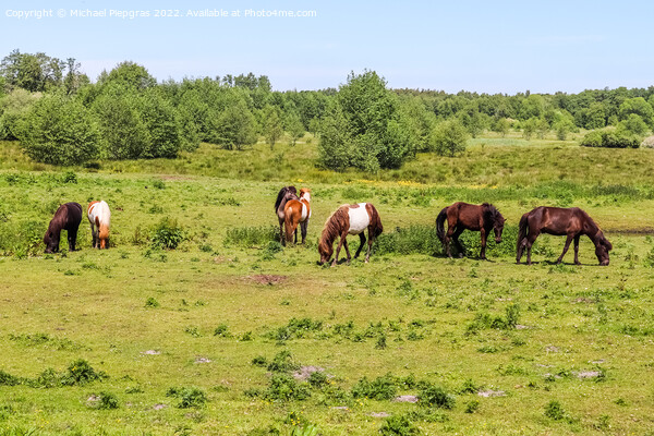 Beautiful panorama of grazing horses on a green meadow during sp Picture Board by Michael Piepgras