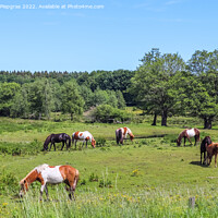 Buy canvas prints of Beautiful panorama of grazing horses on a green meadow during sp by Michael Piepgras