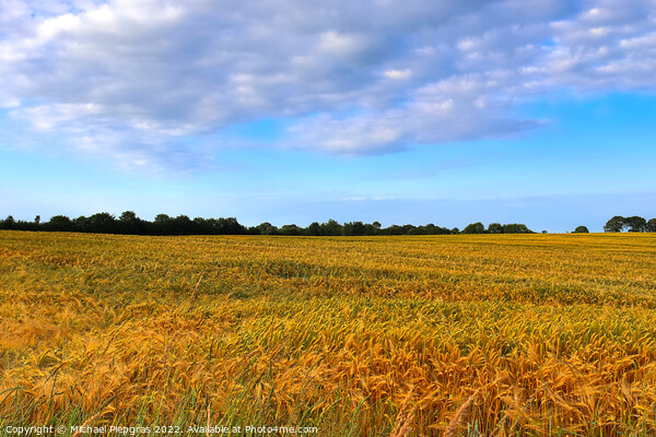 Summer view on agricultural crop and wheat fields ready for harv Picture Board by Michael Piepgras