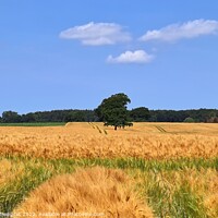 Buy canvas prints of Summer view on agricultural crop and wheat fields ready for harv by Michael Piepgras