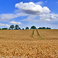 Buy canvas prints of Summer view on agricultural crop and wheat fields ready for harv by Michael Piepgras