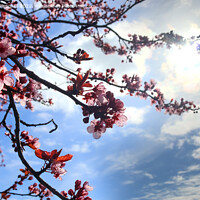 Buy canvas prints of Beautiful cherry and plum trees in blossom during springtime wit by Michael Piepgras