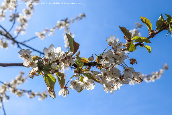 Selective focus of beautiful cherry trees in blossom during spri Picture Board by Michael Piepgras