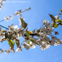 Buy canvas prints of Selective focus of beautiful cherry trees in blossom during spri by Michael Piepgras