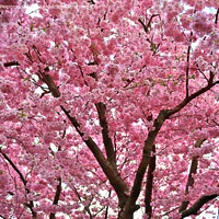 Buy canvas prints of Beautiful cherry and plum trees in blossom during springtime wit by Michael Piepgras