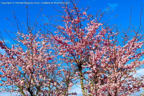 Beautiful cherry and plum trees in blossom during springtime wit Picture Board by Michael Piepgras