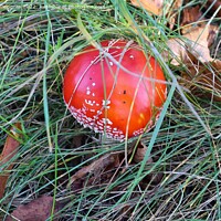 Buy canvas prints of Red poisonous mushroom Amanita muscaria known as the fly agaric  by Michael Piepgras