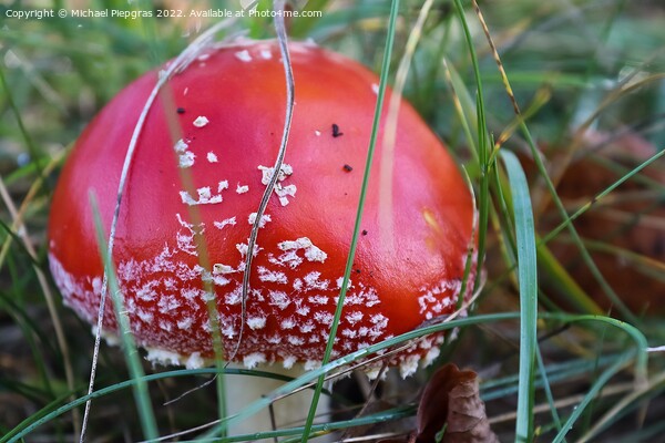 Red poisonous mushroom Amanita muscaria known as the fly agaric  Picture Board by Michael Piepgras