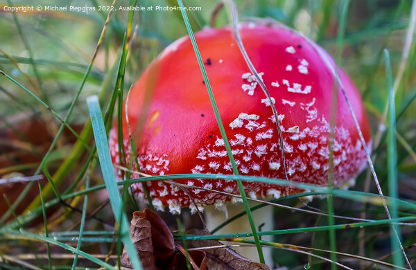 Red poisonous mushroom Amanita muscaria known as the fly agaric  Picture Board by Michael Piepgras