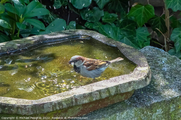 Close up on a cute little sparrow bathing and having fun in a bi Picture Board by Michael Piepgras