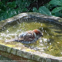 Buy canvas prints of Close up on a cute little sparrow bathing and having fun in a bi by Michael Piepgras
