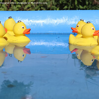Buy canvas prints of Selective focus. Many yellow rubber ducks swimming in circles in by Michael Piepgras