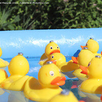 Buy canvas prints of Selective focus. Many yellow rubber ducks swimming in circles in by Michael Piepgras