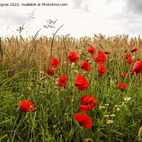 Buy canvas prints of Beautiful red poppy flowers papaver rhoeas in a golden wheat fie by Michael Piepgras