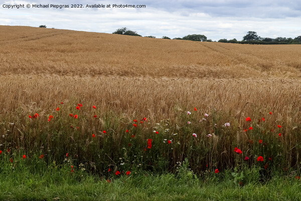 Beautiful red poppy flowers papaver rhoeas in a golden wheat fie Picture Board by Michael Piepgras