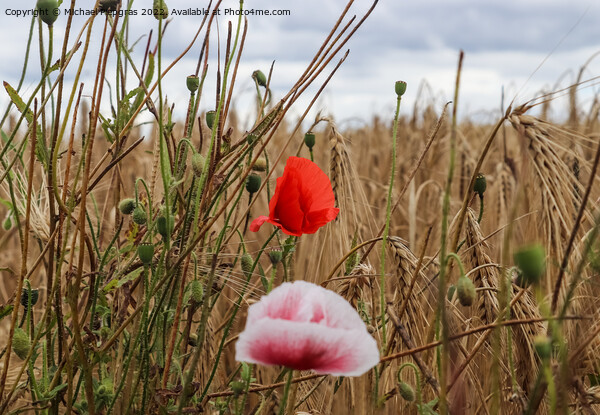 Beautiful red poppy flowers papaver rhoeas in a golden wheat fie Picture Board by Michael Piepgras