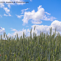 Buy canvas prints of Beautiful panorama of agricultural crop and wheat fields on a su by Michael Piepgras
