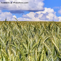 Buy canvas prints of Beautiful panorama of agricultural crop and wheat fields on a su by Michael Piepgras