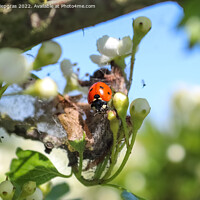 Buy canvas prints of Selective focus macro of a red ladybug in front of a blue sky. by Michael Piepgras