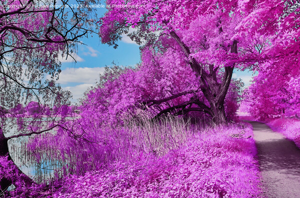 Colorful fantasy landscape in an asian purple infrared photo sty Picture Board by Michael Piepgras