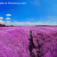 Buy canvas prints of Colorful fantasy landscape in an asian purple infrared photo sty by Michael Piepgras