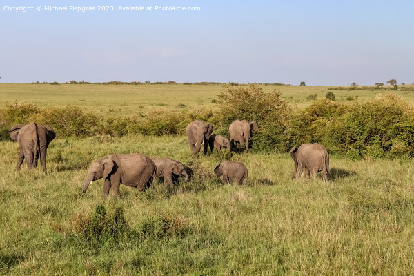 Wild elephants in the bushveld of Africa on a sunny day. Picture Board by Michael Piepgras
