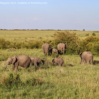 Buy canvas prints of Wild elephants in the bushveld of Africa on a sunny day. by Michael Piepgras
