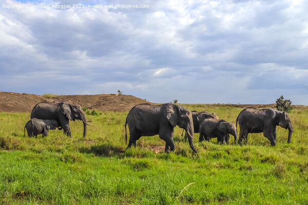 Wild elephants in the bushveld of Africa on a sunny day. Picture Board by Michael Piepgras