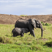 Buy canvas prints of Wild elephants in the bushveld of Africa on a sunny day. by Michael Piepgras