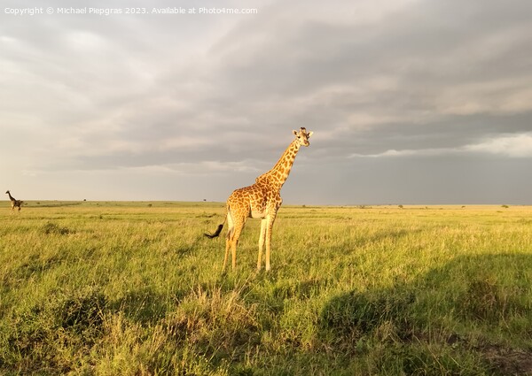 Beautiful giraffe in the wild nature of Africa. Picture Board by Michael Piepgras