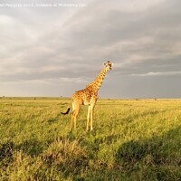 Buy canvas prints of Beautiful giraffe in the wild nature of Africa. by Michael Piepgras