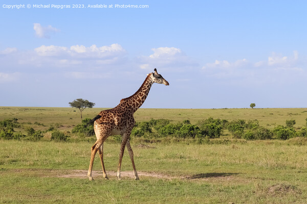 Beautiful giraffe in the wild nature of Africa. Picture Board by Michael Piepgras