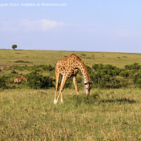 Buy canvas prints of Beautiful giraffe in the wild nature of Africa. by Michael Piepgras
