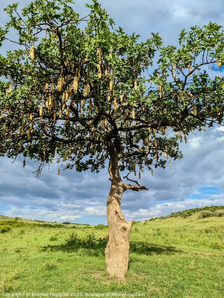 A beautiful sausage tree Kigelia africana in the savannah of Ken Picture Board by Michael Piepgras
