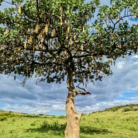 Buy canvas prints of A beautiful sausage tree Kigelia africana in the savannah of Ken by Michael Piepgras