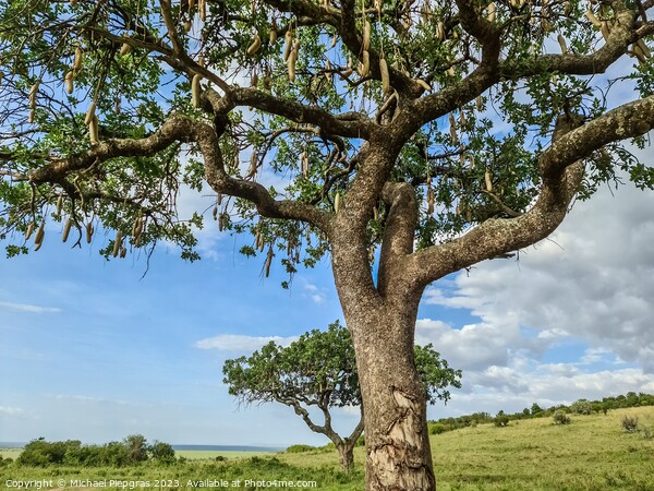 A beautiful sausage tree Kigelia africana in the savannah of Ken Picture Board by Michael Piepgras