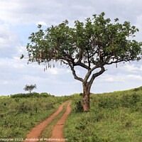 Buy canvas prints of A beautiful sausage tree Kigelia africana in the savannah of Ken by Michael Piepgras