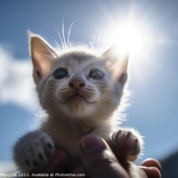 Buy canvas prints of A human hand holds a small kitten in the air sunlight from the f by Michael Piepgras