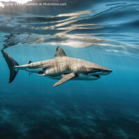 Buy canvas prints of A big shark in the shallow water of the ocean created with gener by Michael Piepgras