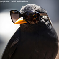 Buy canvas prints of A blackbird wearing sunglasses created with generative AI techno by Michael Piepgras
