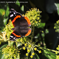 Buy canvas prints of Red Admiral butterfly. Vanessa atalanta sitting on a blooming iv by Michael Piepgras