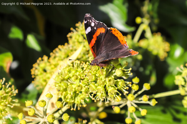Red Admiral butterfly. Vanessa atalanta sitting on a blooming iv Picture Board by Michael Piepgras