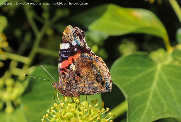 Red Admiral butterfly. Vanessa atalanta sitting on a blooming iv Picture Board by Michael Piepgras
