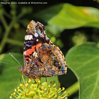 Buy canvas prints of Red Admiral butterfly. Vanessa atalanta sitting on a blooming iv by Michael Piepgras