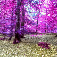Buy canvas prints of Beautiful pink and purple infrared panorama of a countryside lan by Michael Piepgras