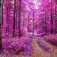 Buy canvas prints of Beautiful pink and purple infrared panorama of a forest. by Michael Piepgras