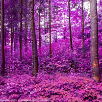 Buy canvas prints of Beautiful pink and purple infrared panorama of a forest. by Michael Piepgras